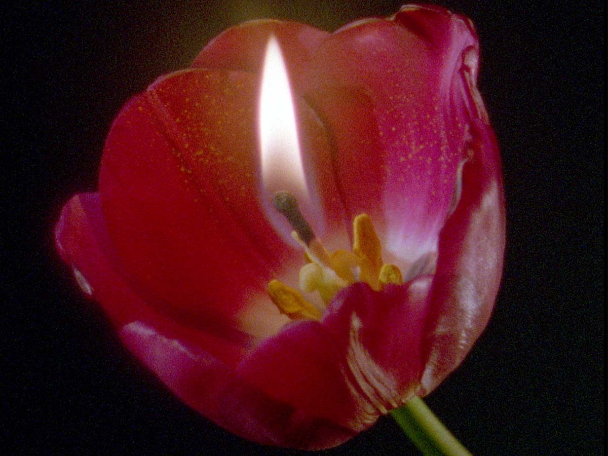 © Swollen Stigma (Sarah Pucill, 1998)