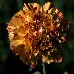 © Carnations (Martijn Van de Wiele, 2021)