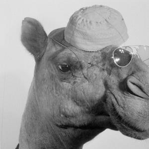 A Camel